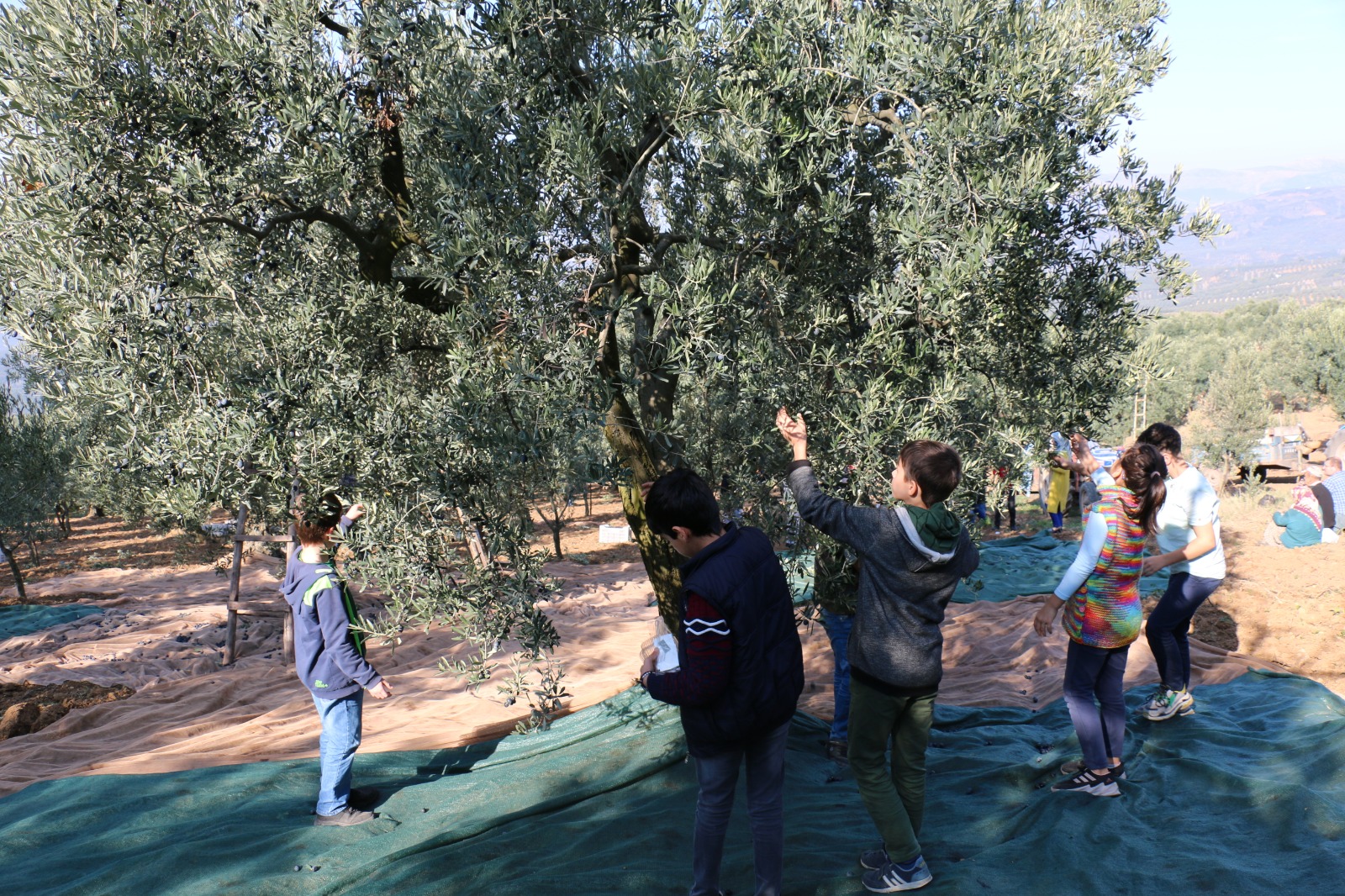 Çocuklarımız Zeytinin, Tarladan Sofraya Yolculuğunu Yaşadılar