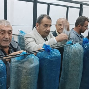 2024 yılında başlattığımız istiridye mantarı üretimine bu yılda devam ediyoruz - fotoğraf 5