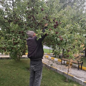Dalından Bir Elma, Gönülden Bir Hatıra - fotoğraf 3