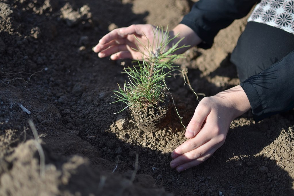 Bakan Selçuk: “81 ilde Mercan Ormanlarını Fidanla Buluşturacağız”
