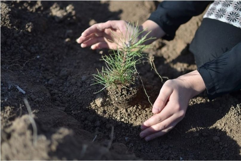 8 Mart Dünya Kadınlar Günü' nde Ağaç Dikim Etkinliği