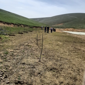 LADİK HUZUREVİ SAKİNLERİ FİDAN DİKTİ - fotoğraf 1