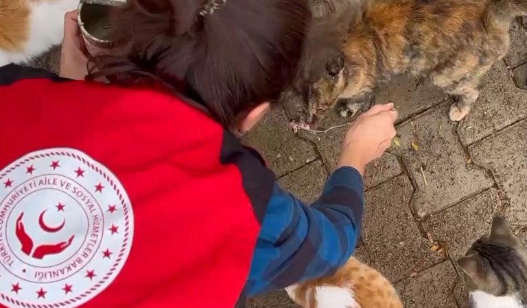 ilik Var Platformu ile Sokak Hayvanlarına Mama Desteği